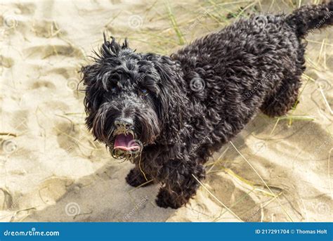 Happy dog at the beach stock photo. Image of animal - 217291704