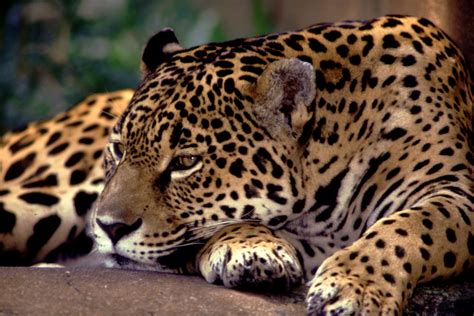 Nature and Jaguar in Brazil in the Northern Pantanal