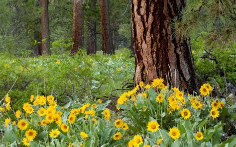 Forest Of Flowers HD desktop wallpaper : Widescreen : High Definition ...