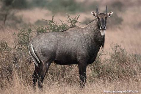 Nilgai Hunt In Texas | AfricaHunting.com