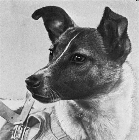 Laika: The 1st Communist Astronaut Dog in Space & Sputnik 2