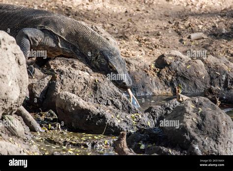 Indonesia, Komodo Island, Komodo National Park, Loh Liang. Komodo dragon (Varanus komodoensis ...