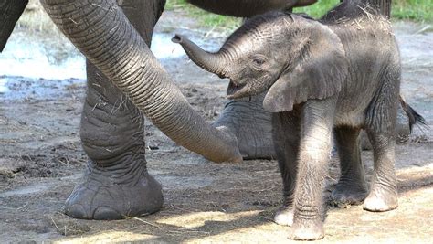 Mom gives Florida's newest baby elephant a name