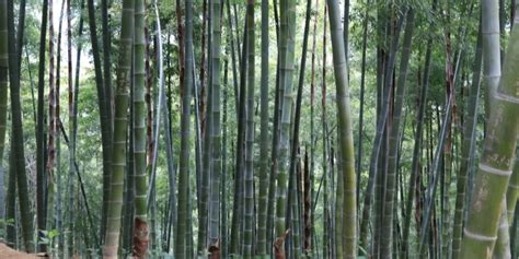 Debunked: 8 Myths about Moso bamboo