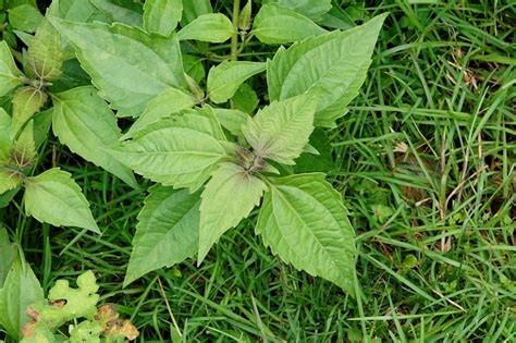 Chromolaena odorata Bitter bush Siam weed 7 inch live plant | Etsy