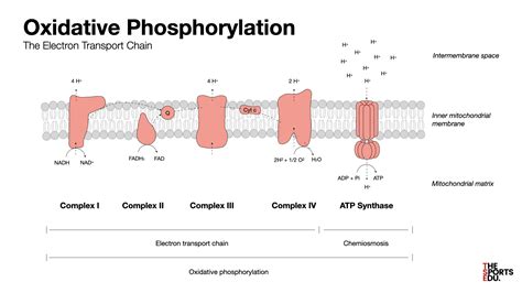 The Basics of Energy Production: Oxidative Phosphorylation