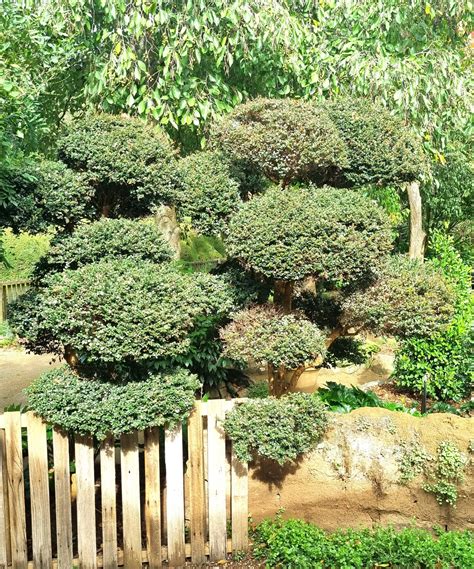 Luma apiculata 'Myrtus Luma' 70L (Cloud Pruned) - Hello Hello Plants