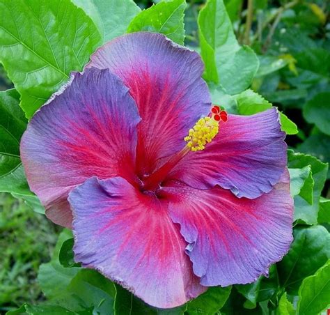 Hibiscus flower | Flower seeds, Purple hibiscus, Hibiscus flowers