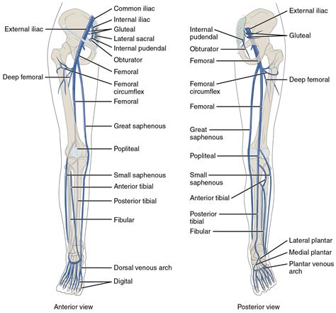 The left panel shows the anterior view of veins in the legs, and the right panel shows the ...