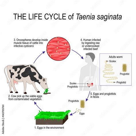 Taenia Solium Lifecycle Life Cycle Of Taenia Solium Tapeworm | My XXX ...