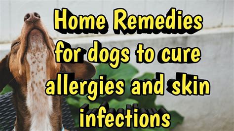 How to cure dog skin infections and allergies using simple Home Remedies - YouTube