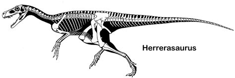 Escenarios prehistóricos: Herrerasaurus