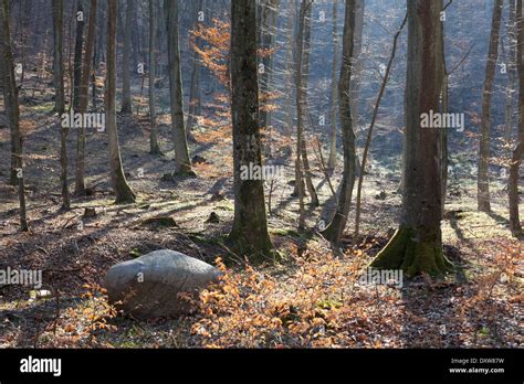 Forest in early spring Stock Photo - Alamy