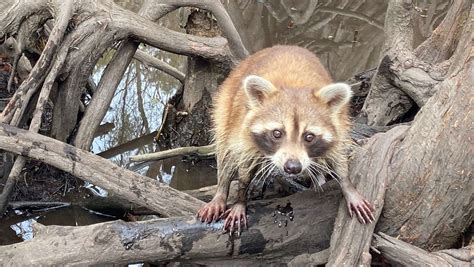 Pearl River Swamp Tour Highlight: Raccoons | Pearl River Swamp Tours ...