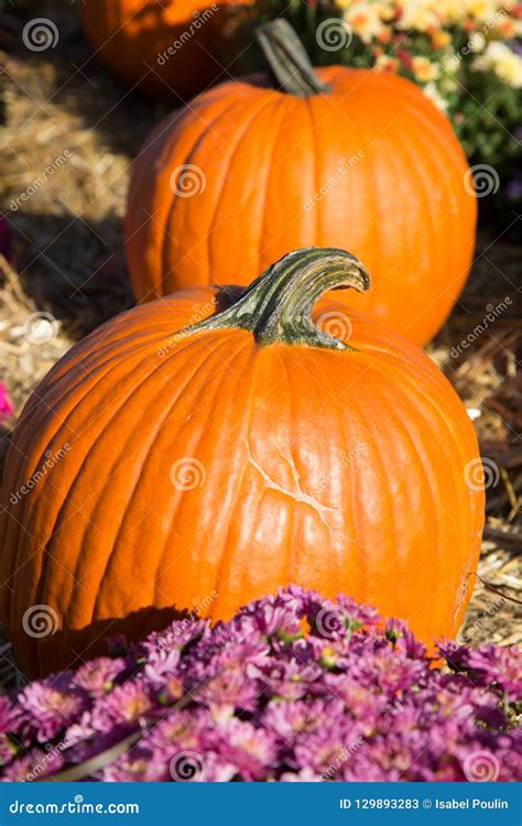 Pumpkins in a Row for Halloween Stock Image - Image of market, colorful: 129893283