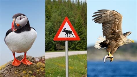 Wildlife in Norway: A Guide to Norway's Most Spectacular Animal ...