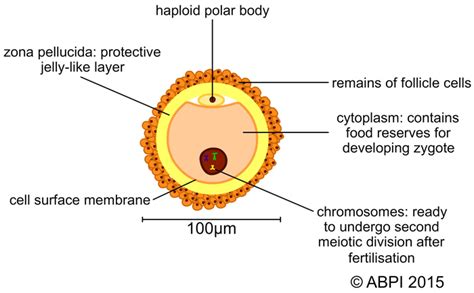 Cell division - SchoolScience.co.uk