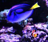 Dory - Description, Habitat, Image, Diet, and Interesting Facts