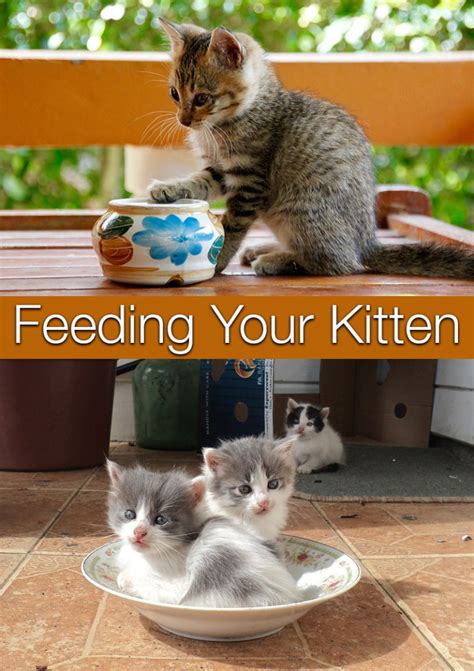 Feeding Your Kitten - Helpful Kitten Feeding Schedules and Charts