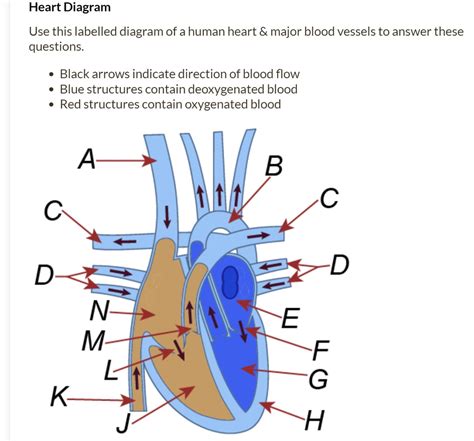 SOLVED: Heart Diagram Use this labelled diagram of a human heart major blood vessels to answer ...