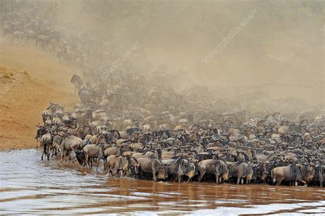 Blue wildebeest migration - Stock Image - C018/9210 - Science Photo Library