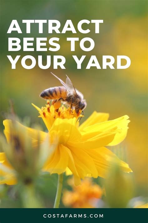 Attract bees to your yard | Attracting bees, Bee, Easy garden