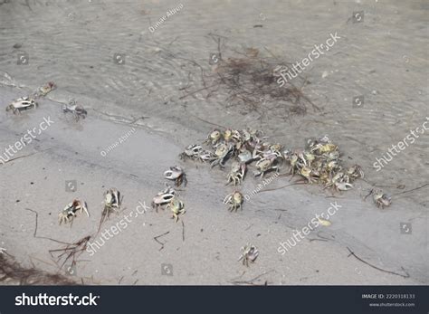 Fiddler Crabs Most Common Crab Salt Stock Photo 2220318133 | Shutterstock