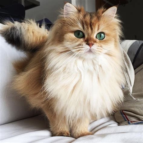 This Magnificently Fluffy Cat Looks Part Fox - Love Meow