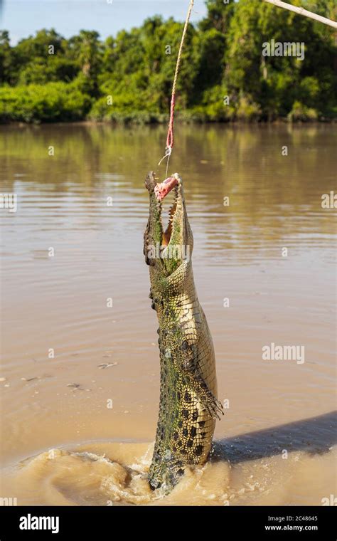 Jumping Crocodile on Adelaide River Stock Photo - Alamy