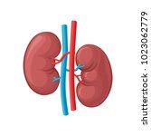 Human Kidney Free Stock Photo - Public Domain Pictures