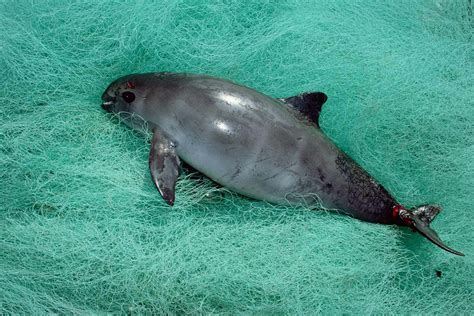 There may be just 19 endangered vaquita porpoises left in the world | New Scientist