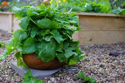 The Benefits of Growing Your Own Arugula • Gardenary