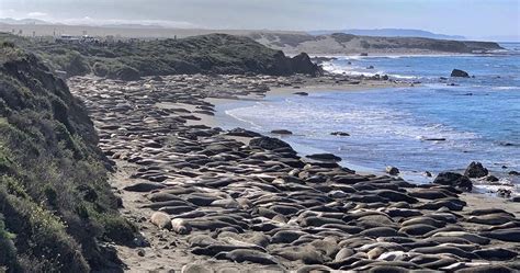 Friends of the Elephant Seal | Piedras Blancas Northern Elephant Seal ...