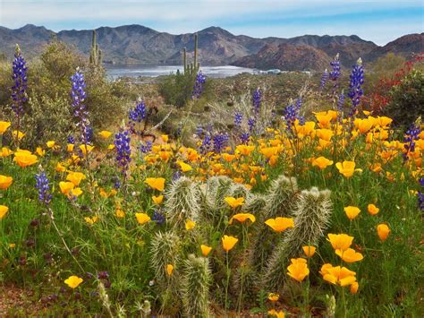 Desert Wildflowers Wallpapers - Top Free Desert Wildflowers Backgrounds ...