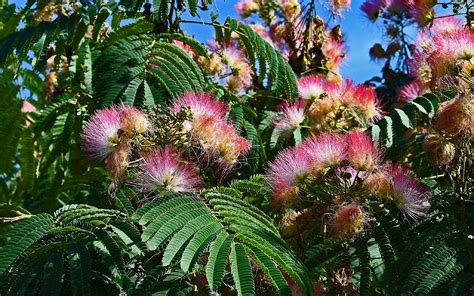 Other Plants, Seeds & Bulbs Home & Garden PESIAN SILK TREE SEEDS ALBIZIA JULIBRISSIN GARDEN POT ...