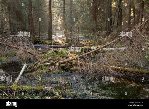 Coniferous forest habitat hi-res stock photography and images - Alamy