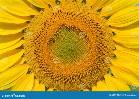 Sunflower closeup stock photo. Image of floral, blue - 48679242