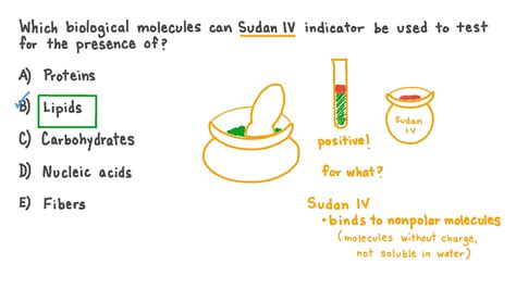 Question Video: Recalling the Biological Molecule That Sudan IV ...