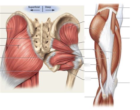 Posterior Hip Muscles