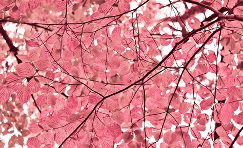 Pink Leaves Wallpapers - Top Free Pink Leaves Backgrounds - WallpaperAccess