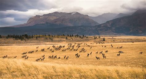 Photos: Best Wildlife Photography 2020 | Canadian Geographic