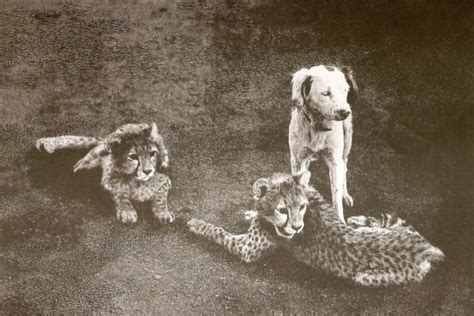 India's policy flip flop on the lion and cheetah