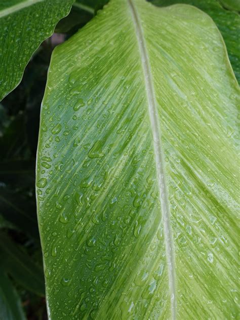 Red, flowering ginger: Banana bract mosaic | Host: Alpinia p… | Flickr