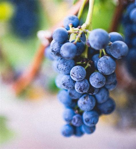 THE GREATNESS OF GRAPE SEED – Swisse Malaysia