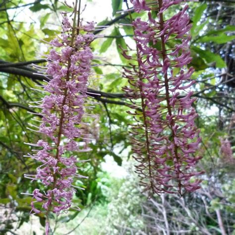 Macadamia ternifolia : Macadamia nut tree