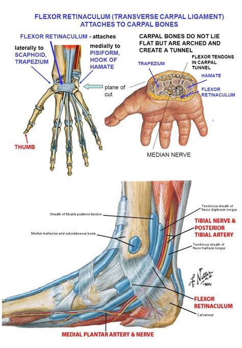 Pin on anatomy