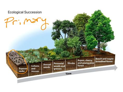 ShowMe - Primary succession