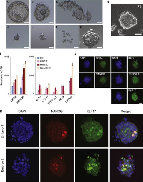 Naive Pluripotent Stem Cells Derived Directly from Isolated Cells of ...