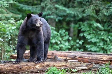 Where and When to Spot Your Favorite Smoky Mountain Wildlife