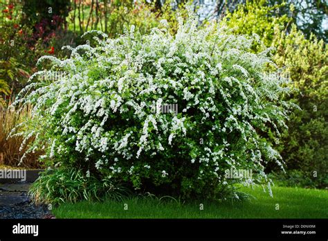 Spiraea, Bridal Wreath,spirea Stock Photo - Alamy